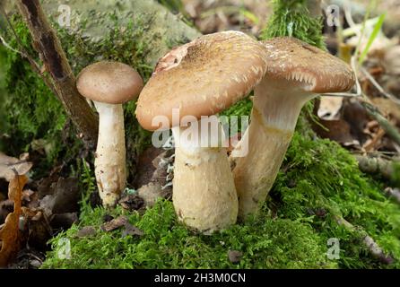 Honey fungus (Armillaria mellea) growing from the base of a tree during autumn, UK Stock Photo