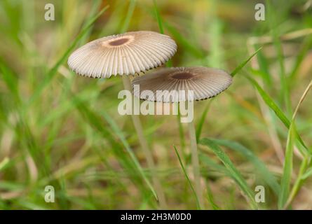 Pleated inkcap mushroom mushrooms (Parasola plicatilis, formerly Coprinus plicatilis) growing during autumn on wood pasture grassland, UK Stock Photo