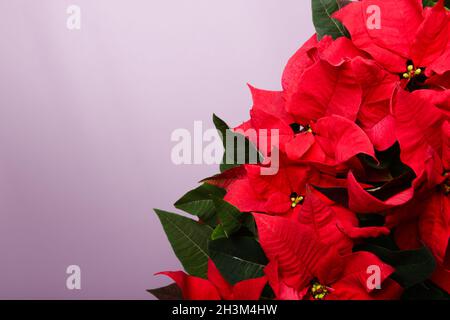 Christmas flower poinsettia with leafs on a lilac background Stock Photo