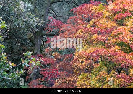 Variety of trees including acer, cherry and maple trees in a blaze of autumn colour, photographed at Winkworth Arboretum, Surrey, UK.
