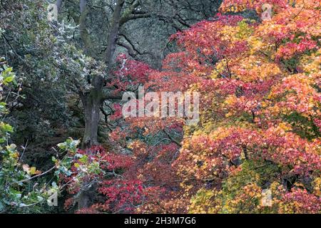 Variety of trees including acer, cherry and maple trees in a blaze of autumn colour, photographed at Winkworth Arboretum, Surrey, UK.