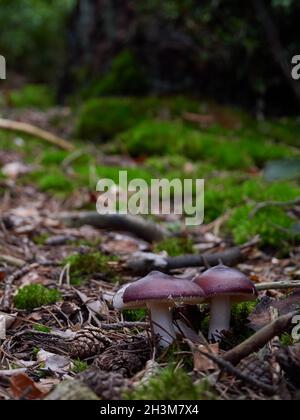 Vertical closeup of mushrooms in a forest captured duringdaytime Stock ...