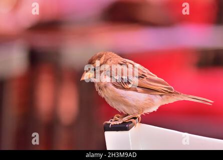 House sparrow (Passer domesticus), juvenile, sitting on a restaurant chair Stock Photo