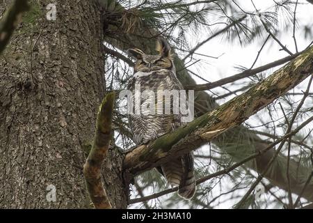 Great hornet owl, male near the nest in state park Wisconsin Stock Photo