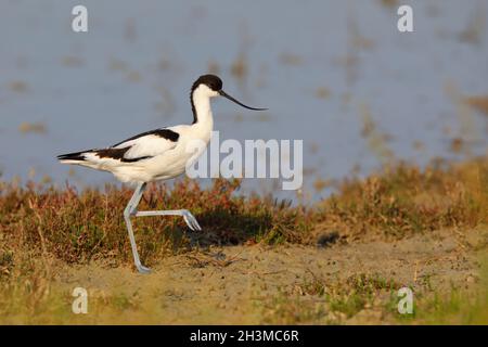 An adult Avocet / Pied Avocet / Eurasian Avocet (Recurvirostra avosetta) at a nesting colony in Europe Stock Photo
