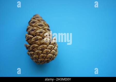 one pine cone on a blue paper table. Stock Photo
