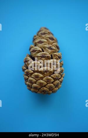 Pine cone on a blue paper table. Stock Photo