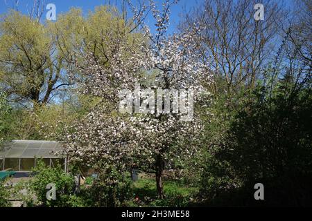 Malus domestica Boskoop, Apple Stock Photo