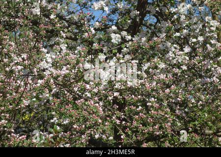 Malus domestica Boskoop, Apple Stock Photo
