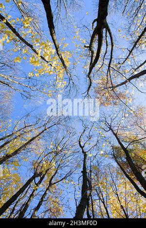 Autumn scenery. Bottom view of the tops trees with colorful yellow leaves against blue sky background. Fall forest wide angle view from below Stock Photo
