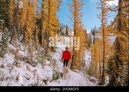 Female and Dog Hiking Through Larches In The Fall Stock Photo