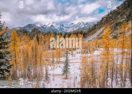 Golden Larches In The Fall With Snow Stock Photo