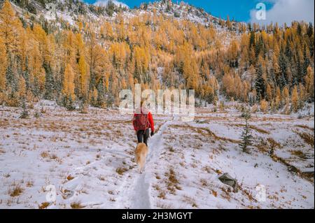 Female Hiker and Dog Hiking Through Larches In The Fall Stock Photo