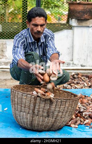 An Indian employee sorting out the coconut husks before chopping into small slices at Philipkutty's farm, a luxury holiday resort  in Kottayam in the Stock Photo