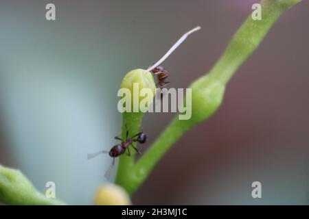 Ants climbing on a plant. Stock Photo