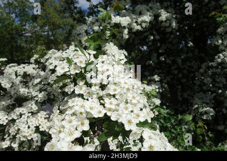 Crataegus monogyna, Common Hawthorn, Rosenkaefer, Rose Chafer Stock Photo