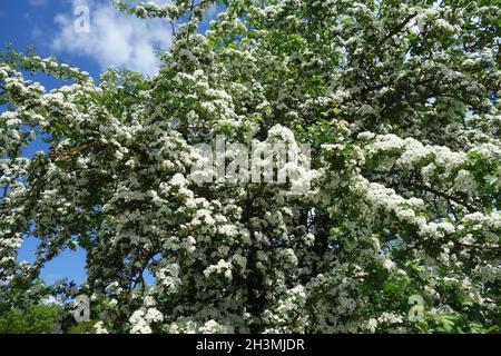 Crataegus monogyna, Common Hawthorn Stock Photo