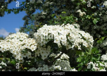 Crataegus monogyna, Common Hawthorn Stock Photo