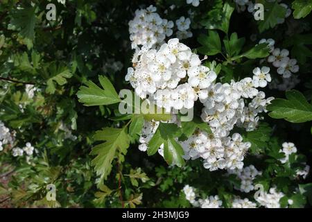 Crataegus monogyna, Common Hawthorn Stock Photo