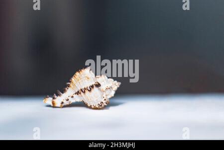 Lonely seashell on a light-dark background. Place to write Stock Photo