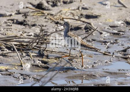 The lesser yellowlegs (Tringa flavipes) in natural conservation area Stock Photo