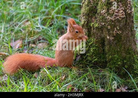 A young red squirrel by a moss covered tree stump at the British Wildlife Centre in Surrey, England Stock Photo