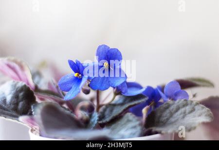 Blooming Saintpaulias, commonly known as African violets. Mini indoor plant. Light background. Selective focus Stock Photo