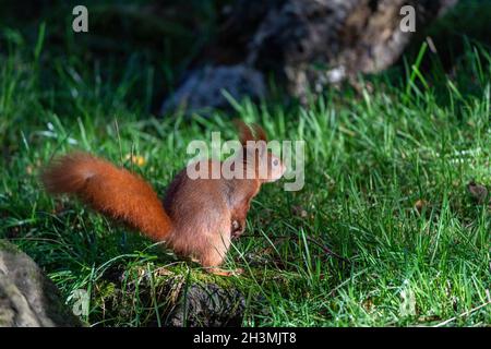 A red squirrel (Sciurus vulgaris) sits on a tree stump in its enclosure at the British Wildlife Centre in Surrey, England Stock Photo
