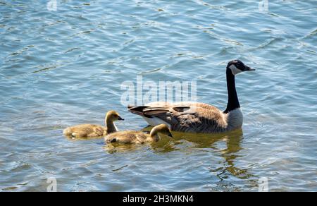 Adult Supervision: Canada Goose and two Goslings: An adult Canada Goose escorts a family of 2 young geese on a swim in a park pond. Stock Photo