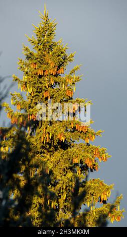 Heavily laden Spruce tree just before sunset: A tall spruce tree heavily laden with cones, both mature and immature glows in the late afternoon sunshine just before sunset on a stormy day. Stock Photo