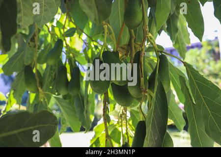 Organic fresh green avocado fruits hanging on a tree branch. Stock Photo