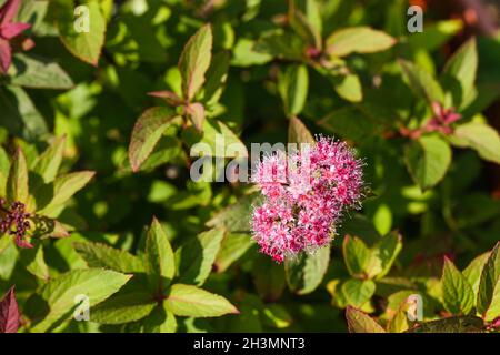spirea flowering in summer Stock Photo