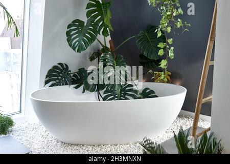 Minimalist interior design. Stylish home plants in bathroom. Monstera palm leaves. White wall in a designer room furniture. Wooden parquet. Stock Photo