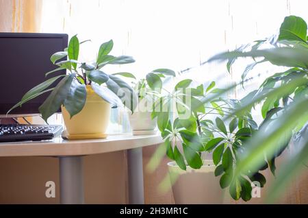 Home comfortable workplace in real interior with table with computer and set of green house plants near window close up. Modern home cozy design for w Stock Photo