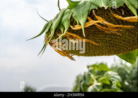 Selective focus on drooping sunflower head after petals have wilted Stock Photo