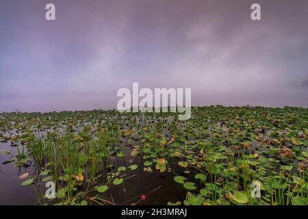 Lilly pads and reeds on foggy Red House Lake at dawn, Allegany State Park, Cattaraugus Co., New York Stock Photo