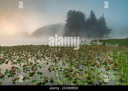 Lily pads and reeds on foggy Red House Lake at dawn, Allegany State Park, Cattaraugus Co., New York Stock Photo