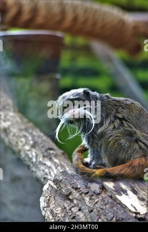 Closeup shot of an Emperor tamarin Stock Photo