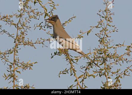 Grey Hypocolius (Hypocolius ampelinus) male perched in bush calling Gujarat, India              November Stock Photo