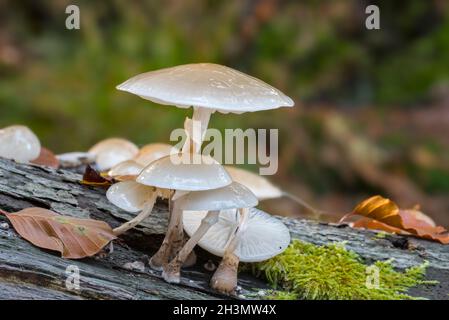 Porcelain fungus (Oudemansiella mucida) clusters of fungi / mushrooms growing on fallen and rotting beech trunk in forest in autumn Stock Photo