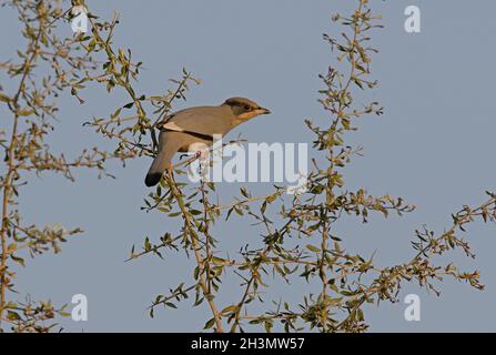 Grey Hypocolius (Hypocolius ampelinus) male perched in fruiting bush Gujarat, India              November Stock Photo