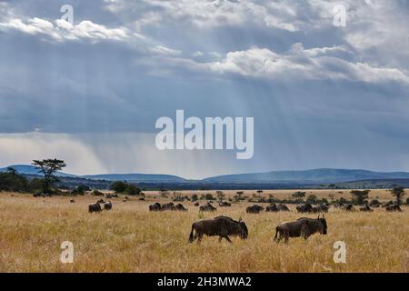 grazing blue wildebeest (Connochaetes mearnsi) under cloudy sky with sun beams on great migration thru Serengeti National Park, Tanzania, Africa Stock Photo