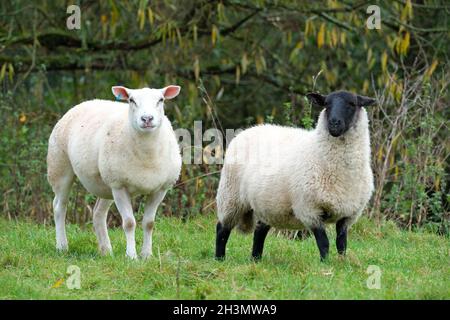 Sheep a pair of sheep one white face one black face in October 2021 UK Stock Photo