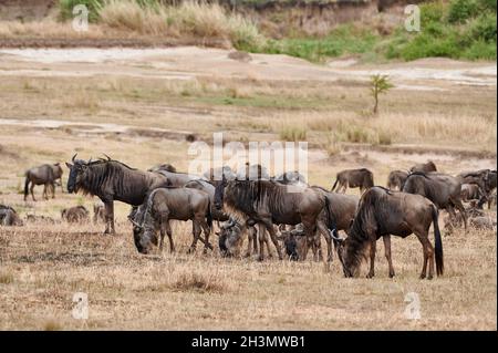 grazing blue wildebeest (Connochaetes mearnsi) on great migration thru Serengeti National Park, Tanzania, Africa Stock Photo