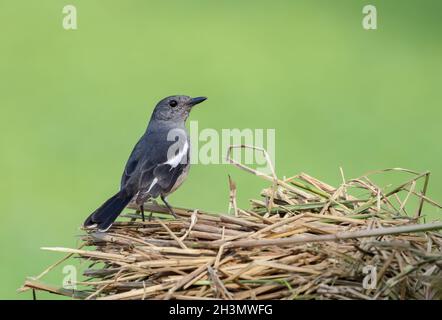 Oriental magpie-robin (Female) stock photo. Stock Photo