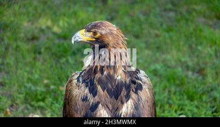 The portrait of The Golden Eagle (Aquila chrysaetos) on a green background Stock Photo