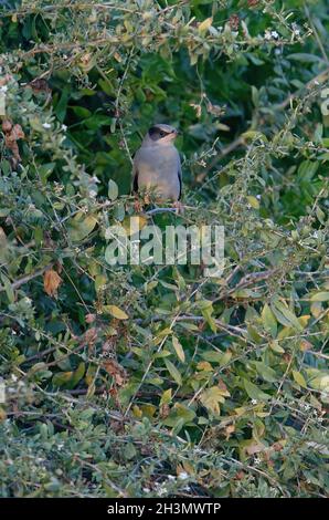 Grey Hypocolius (Hypocolius ampelinus) male perched in bush Gujarat, India              November Stock Photo