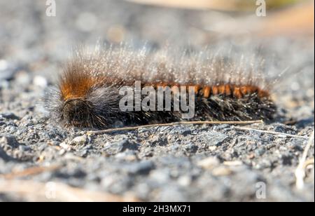 The caterpillar of the fox moth - Macrothylacia rubi, crawls on the road Stock Photo