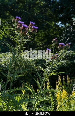 Giant thistle, Cardoon, ornamental Artichoke, very popular with bees in the Summer, the plants reach 8ft tall. Cynara cardunculus. Architectural plant Stock Photo