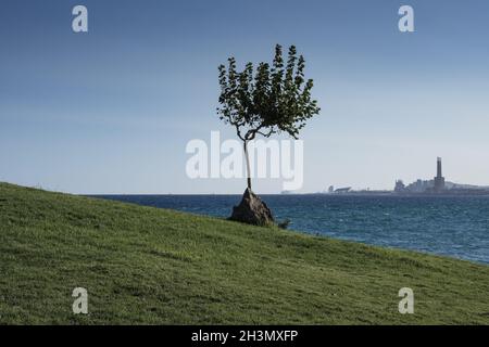 Seascape showing a solitary tree near the beach of Montgat (Spain) and the Barcelona city skyline in the background. Stock Photo